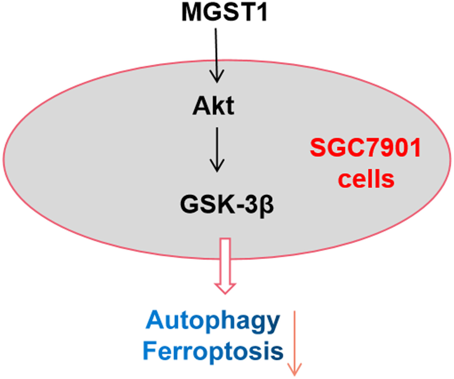 MGST1过表白通过激活Akt/GSK-3β信号通路诱导胃癌细胞增殖，本钻研中MGST1过表白等体表尝试通过立博ladbrokes进行