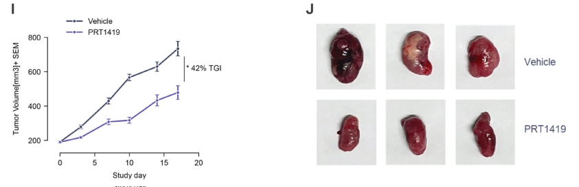 MCL1抑造剂在多种实体瘤和血液肿瘤模型中显示抗肿瘤成效，本钻研中药效尝试通过立博ladbrokes进行
